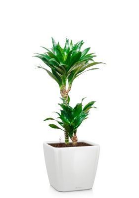 Драцена Компакта 2 ствола 19/80 см в QUADRO LS 21, белый блестящий Драцена Компакта 2 ствола 19/80 см в QUADRO LS 21, белый блестящий