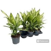 Диффенбахия Везувий d17 см h50 см тип 2