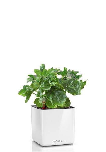 Филодендрон Атом в CUBE GLOSSY 14