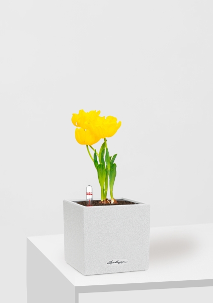 Тюльпан 7/15 см в CANTO STONE 14