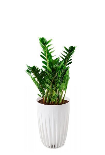 Замиокулькас 21/90 см в LAMELA MIRA tall 30