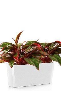 Аглаонема Крит DELTA 20 /50 см, белый блестящий