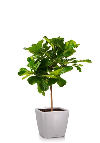 Фикус Лирата на стволе 24/120 см в QUADRO LS 28 Фикус Лирата на стволе 24/120 см в QUADRO LS 28