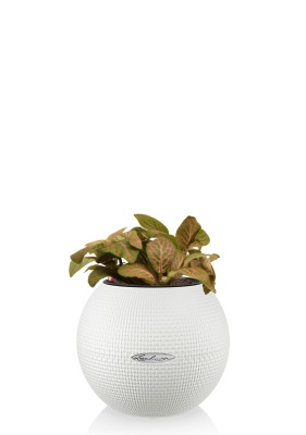 Фиттония микс 10/15 см в PURO 20