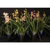 Цимбидиум микс 2 ствола d14 см h80 см тип 3