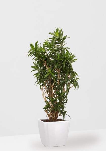 Драцена Песнь Ямайке 35/150 в QUADRO LS 43