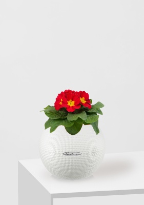 Примула 12/30 см в PURO 20, белый Примула 12/30 см в PURO 20, белый