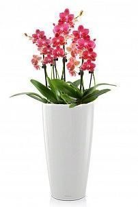 Орхидея розовый микс в RONDO 32 Орхидея розовый микс в RONDO 32