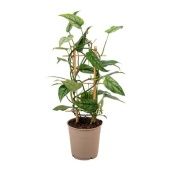 Монстера d12 см h40 см