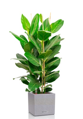 Фикус Бенгальский Андрей 3 ствола 27/120 см в CANTO STONE LOW 30 Фикус Бенгальский Андрей 3 ствола 27/120 см в CANTO STONE LOW 30