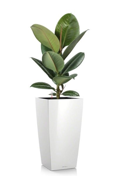 Фикус Эластика Робуста 17/60 см в CUBICO 22 Фикус Эластика Робуста 17/60 см в CUBICO 22