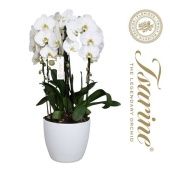 Фаленопсис 6 стволов White Crown Xl Ceramic 40+ (florious) d32 см h100 см Фаленопсис 6 стволов White Crown Xl Ceramic 40+ (florious) d32 см h100 см