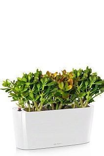 Денежное дерево DELTA 20 /35 см, белый блестящий