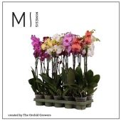 Фаленопсис 2 ствола Mimesis Mix 16+ (orchid Growers) d12 см h70 см