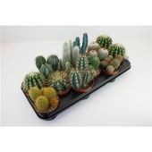 Кактус микс d10.5 см h15 см тип 3