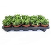 Алоэ Скуаросса d10.5 см h25 см