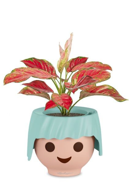 Аглаонема Корал Ред в OJO Аглаонема Корал Ред в OJO