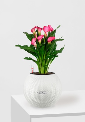 Калла подарочная в PURO 20, белый