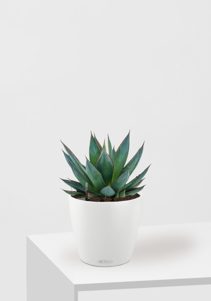 Агава Шака Зулу 15/30 см в CLASSICO COLOR 18 Агава Шака Зулу 15/30 см в CLASSICO COLOR 18