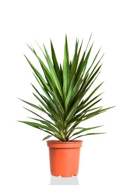 Юкка Джевел 21/80 см