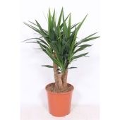 Юкка Branched d30 см 120 см