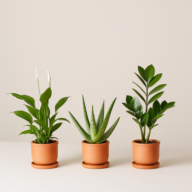 ТОП-5 комнатных растений, которые переживут забывчивого владельца