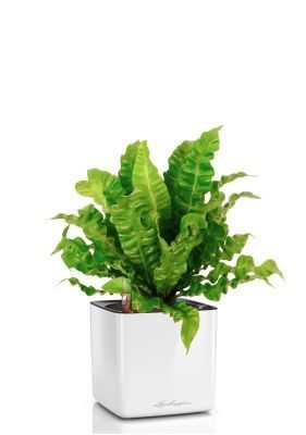 Асплениум Криспи в CUBE GLOSSY 14, белый блестящий