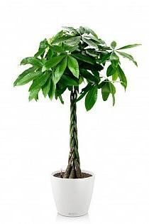 Пахира в CLASSICO 35