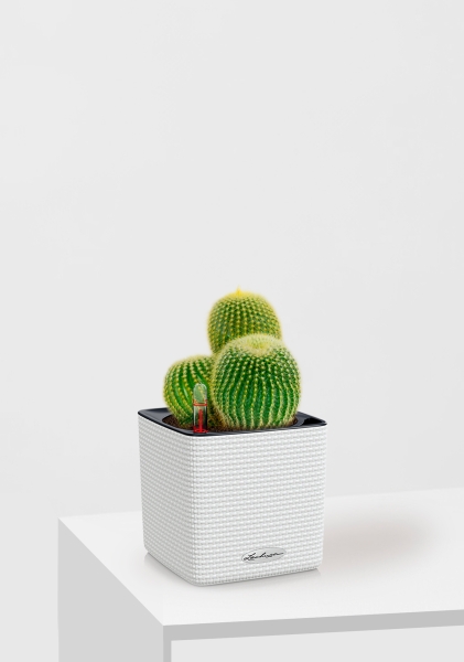 Кактус Пародия Ленингхауза 12/20 см в CUBE COLOR 14