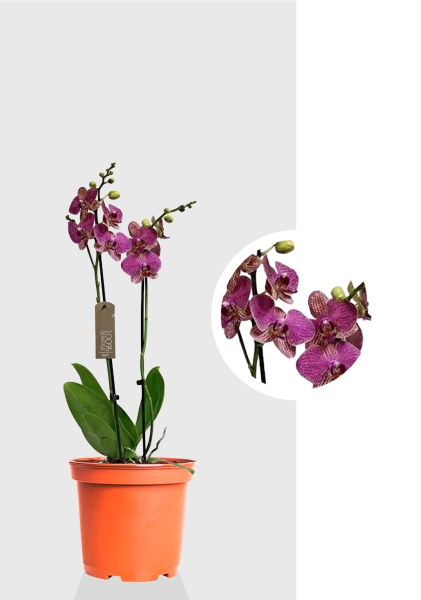 Орхидея Фаленопсис темно-фиолетовая 12/60 см