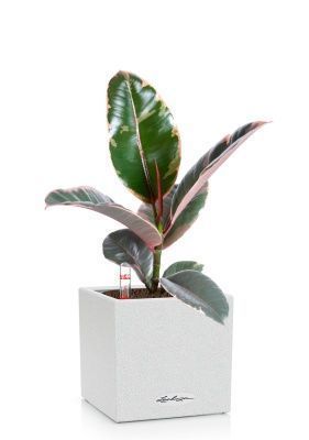 Фикус Эластика Белиз 12/45 см в CANTO STONE 14, песочный белый Фикус Эластика Белиз 12/45 см в CANTO STONE 14, песочный белый