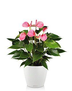 Антуриум розовый CLASSICO 21/65 см, белый Антуриум розовый CLASSICO 21/65 см, белый