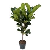 Фикус Лирата на стволе d32 см h165 см