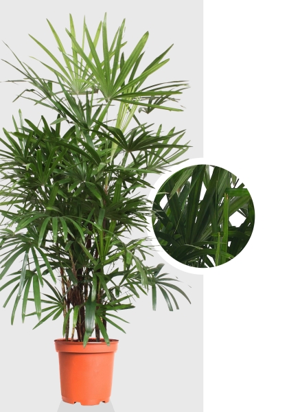 Рапис 27/120 см