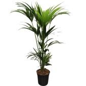 Ховея Форстериана d21 см h120 см тип 2