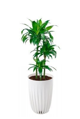 Драцена Джанет Крейг 3 ствола 21/110 см в MIRA tall 30, белый