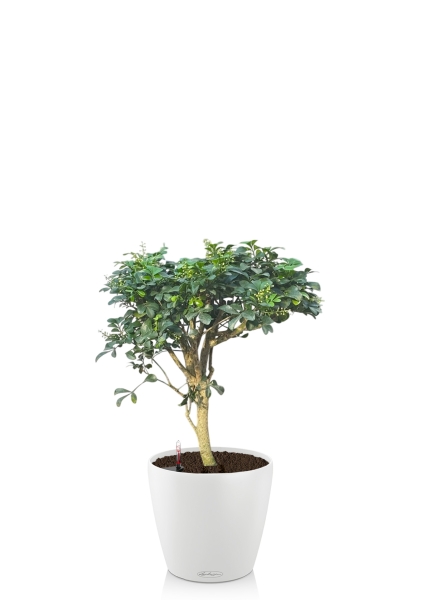 Аглайя 14 см в CLASSICO COLOR 18 Аглайя 14 см в CLASSICO COLOR 18