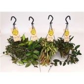 Хойя Mix hangpot d14 см h30 см