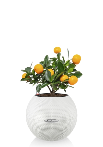 Цитрус Каламондин 12/30 см в PURO 20 Цитрус Каламондин 12/30 см в PURO 20