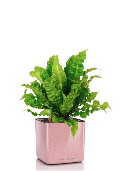 Асплениум Криспи в CUBE GLOSSY KISS 14