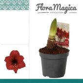 Гиппеаструм Kolibri Top Choice d9 см h15 см Гиппеаструм Kolibri Top Choice d9 см h15 см