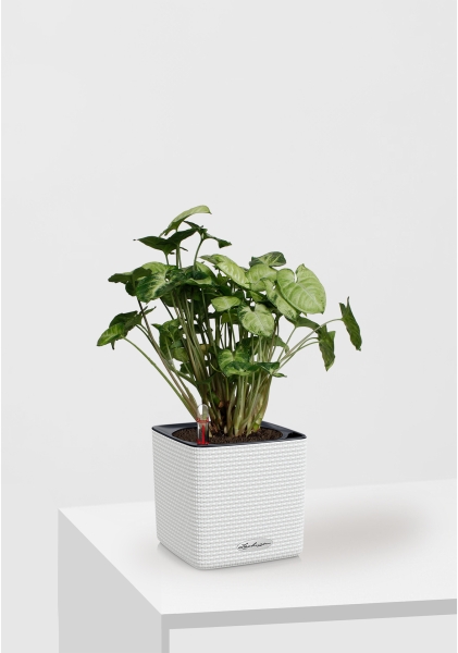 Сингониум Пикси 12/20 см в CUBE COLOR 14