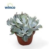 Котиледон суккулент d17 см h30 см Котиледон суккулент d17 см h30 см