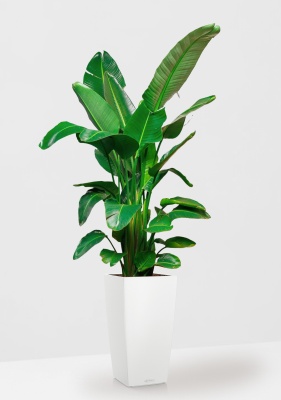 Стрелиция Николай 30/180 см в CUBICO COLOR 40 Стрелиция Николай 30/180 см в CUBICO COLOR 40