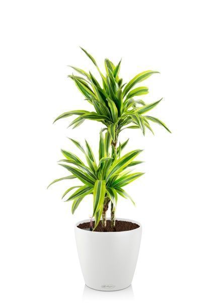 Драцена Лемон Лайм 2 ствола 19/90 см в CLASSICO COLOR 28 Драцена Лемон Лайм 2 ствола 19/90 см в CLASSICO COLOR 28