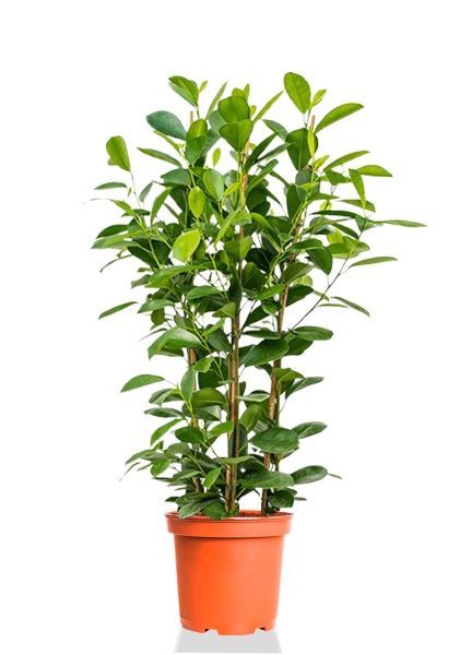 Фикус Моклейм 3 ствола 24/110 см Фикус Моклейм 3 ствола 24/110 см