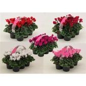 Цикламен 6-pack Mix d9 см h12.5 см Цикламен 6-pack Mix d9 см h12.5 см