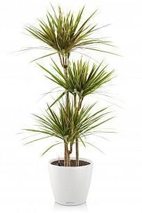 Драцена Маргината Биколор CLASSICO 35 Драцена Маргината Биколор CLASSICO 35