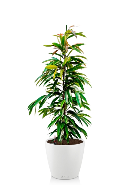 Фикус Биннендийка Амстел Кинг 21/90 см в CLASSICO COLOR 28