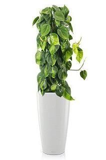 Филодендрон Бразил RONDO 32/150 см, белый блестящий